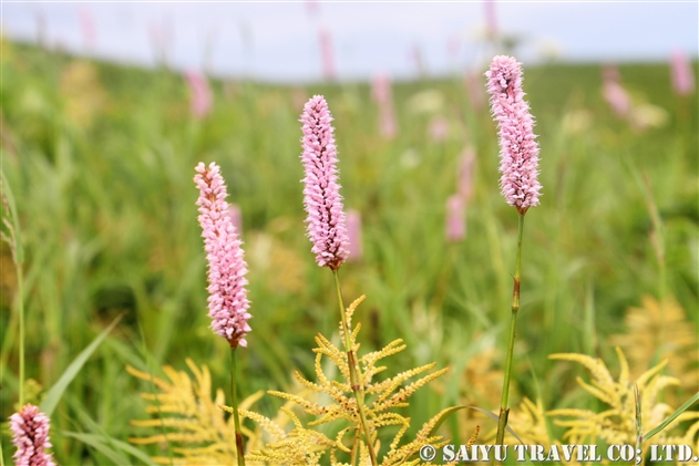 エゾイブキトラノオ（蝦夷伊吹虎の尾：Bistorta officinalis ssp. pacifica）